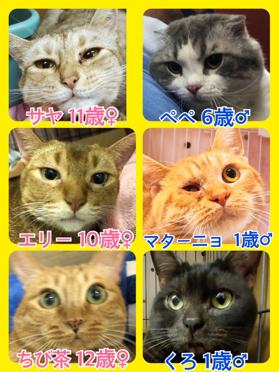 🐾今日の里親様募集中ニャンコ🐱メンバーです🐾2020,5,14